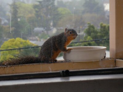 Squirrel and bird food feeder