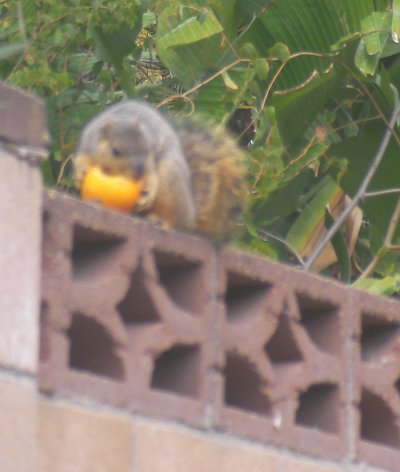 Squirrel & Orange
