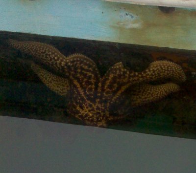 Starfish on side of slip finger