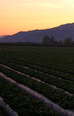 strawberry field in saticoy, befre dawn