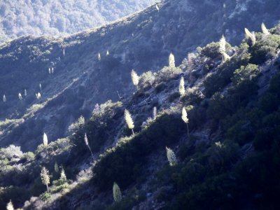 Strawberry Peak hillside, mid afternoon