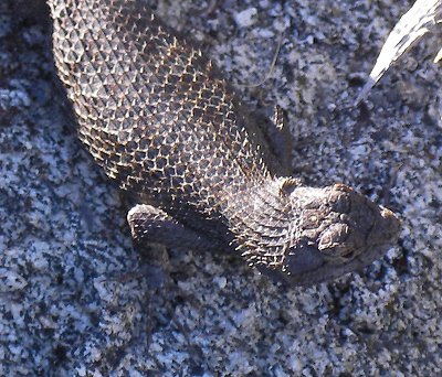lizard on strawberry peak
