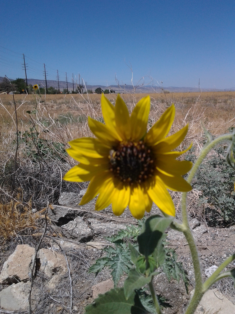 Sunflower at 53rd street west