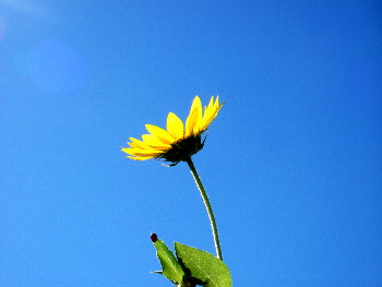 Sunflower with Ladybug