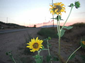 Sunflowers at Sunset