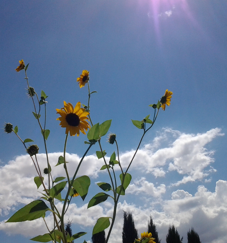 Sunflowers in the west valley, september. 2014