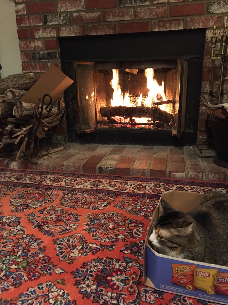 Suzy, cardboard box, and fireplace