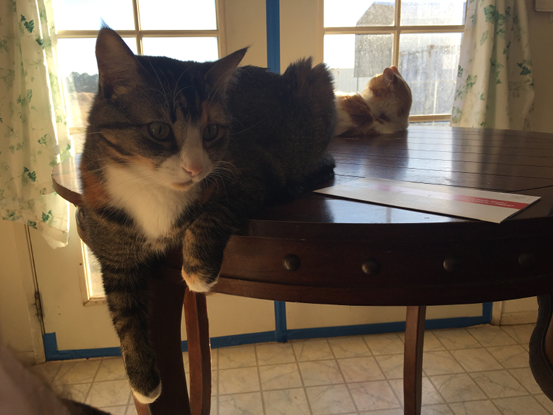 Suzy and Jim on kitchen table