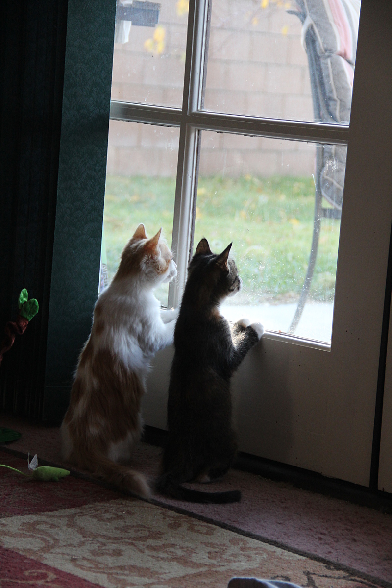 Suzy and Jimmy bird watching