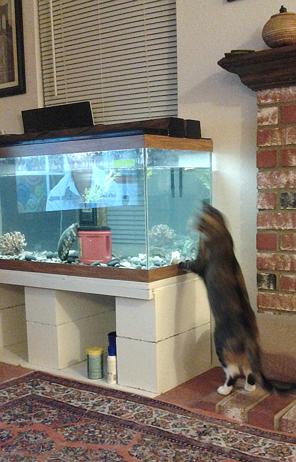 Suzy and Stumpy