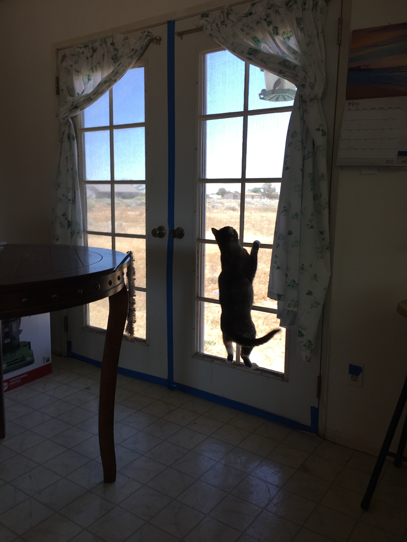 Suzy reaching for scooby snacks
