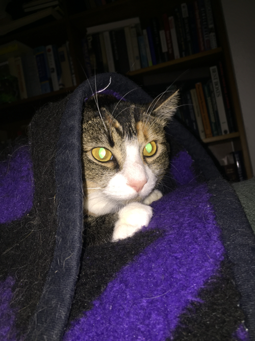 Suzy hiding under blankets during storm