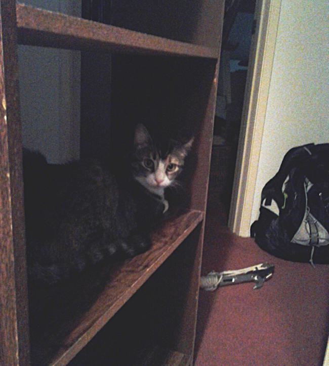 Suzy on the bookshelf