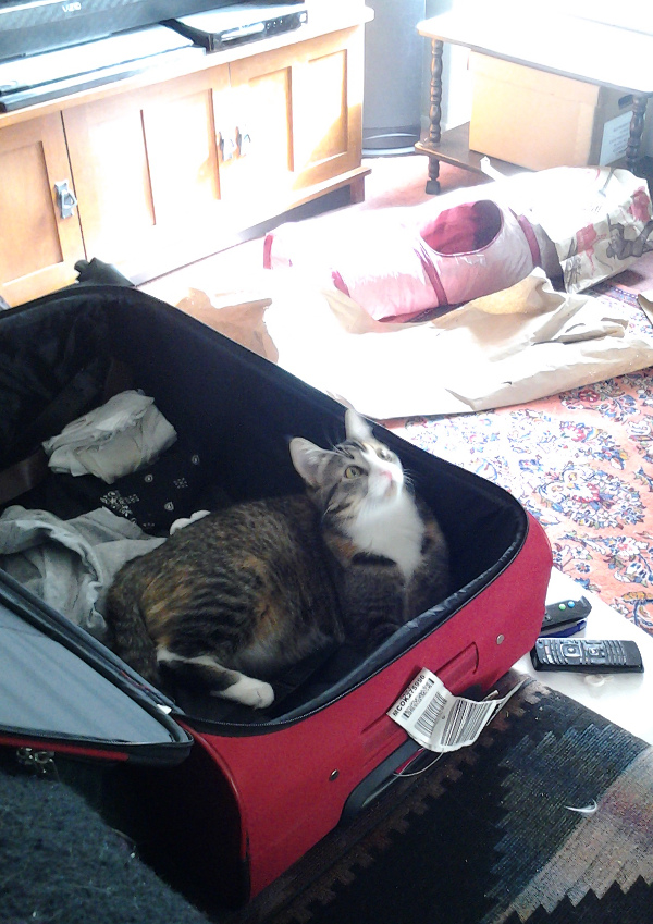 Suzy in suitcase