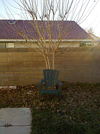 tree in the afternoon
