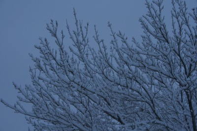 tree with snow 2011