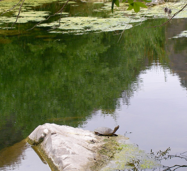 Turtle on rock in Conejo Creek, June 2013.