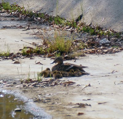 duck and ducklings