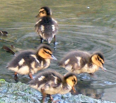 Ducklings