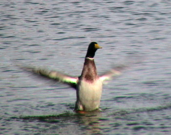 A duck, walking on water?