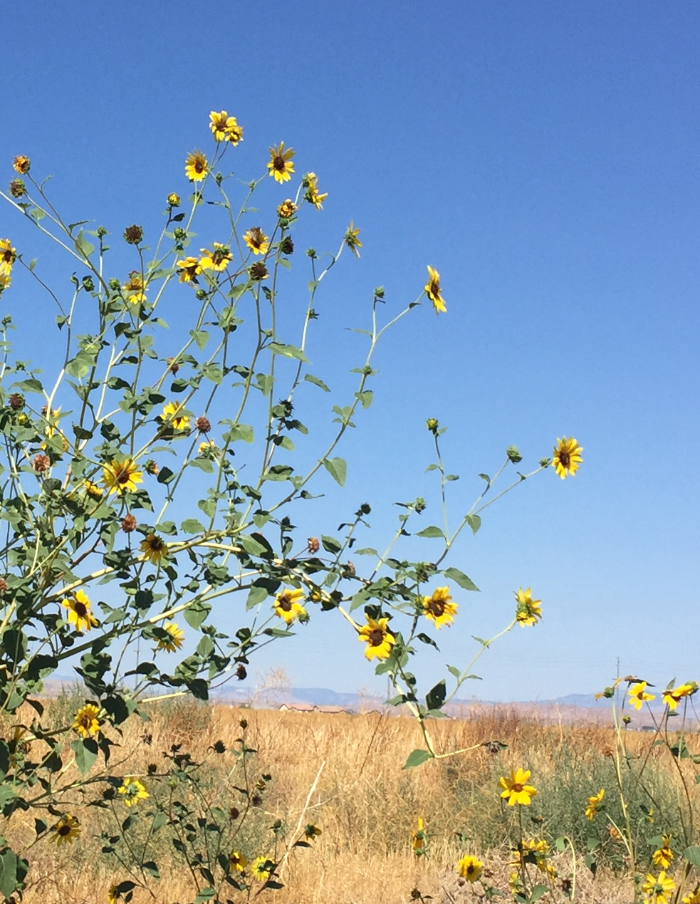 West Valley sunflowers