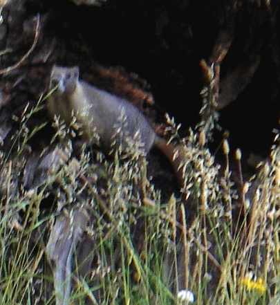 a marmot, outside of horse shoe meadow