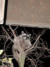 christmas racoon
