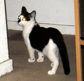 Zeno the kitten, different colored eyes
