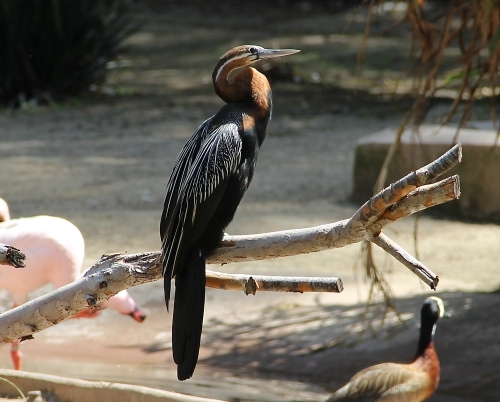 Zoo in San Diego