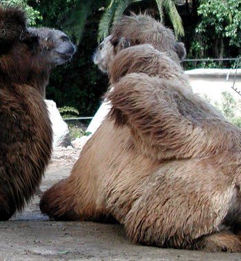 camels