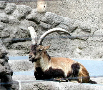 Antelope at the San Diego Zoo