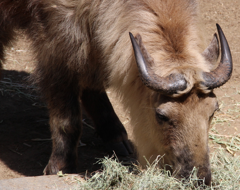 San Diego Zoo