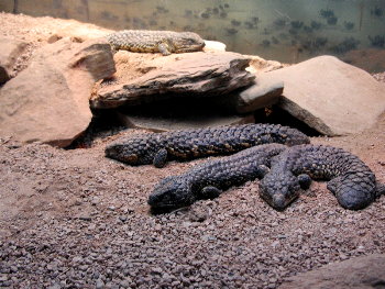Odd snakes, with tails that look like their head